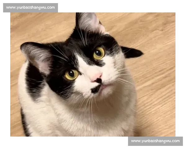 让对手猝不及防!羽毛球发球的那些“小心机”大揭秘! 让对手猝不及防!羽毛球发球的那些“小心机”大揭秘!